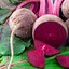 beets
